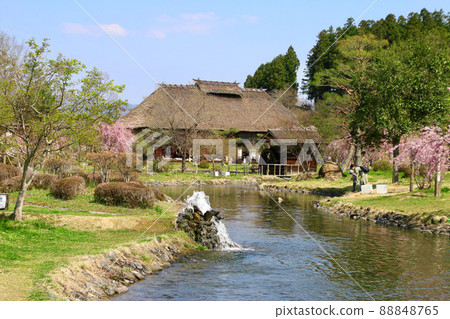 Sakura in Adachigahara Hometown Village (Nihonmatsu City, Fukushima Prefecture) 88848765