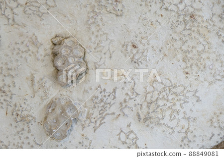 Fossilized corals. Disphyllum and Aulopora. Fragments of the colonies. Selective focus. Close-up, background and texture Fossilized corals. Disphyllum and Aulopora. Fragments of the colonies. Selective focus. Close-up, background and texture 88849081