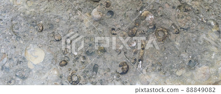 Fossilized cephalopod shells. Prolobites and platyclimenia. Selective focus. Close-up, background and texture 88849082