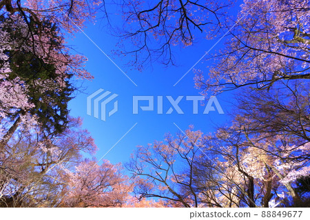 Sakura in Takato Castle Ruins Park, Nagano Prefecture 88849677