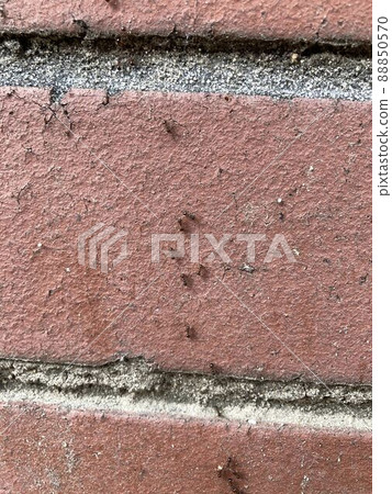 Ants climbing the wall Ants climbing the wall 88850570