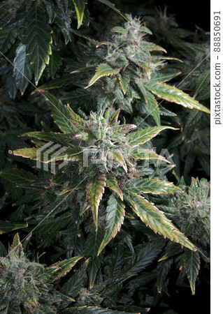 Hemp cones with green and yellow leaves, macro view. Ripen marijuana plant on black background. Female cannabis bush Hemp cones with green and yellow leaves, macro view. Ripen marijuana plant on black background. Female cannabis bush 88850691