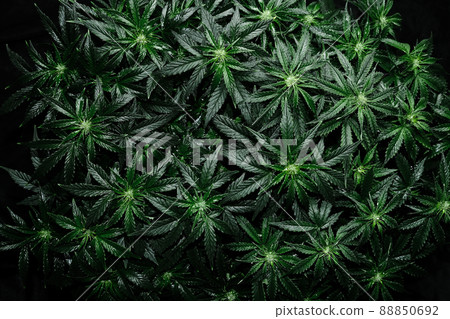 Cannabis plant on black background. Layout of fresh wet marijuana leaves, top view. Cannabis plant on black background. Layout of fresh wet marijuana leaves, top view. 88850692
