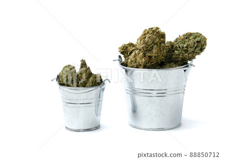 Dry cannabis, marijuana blooms in buckets on white background. Dry cannabis, marijuana blooms in buckets on white background. 88850712