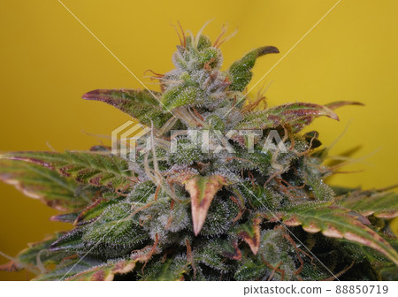 Hemp cones with deep green leaves and stigmas, macro view. Ripen marijuana plant on yellow background. Female cannabis bush Hemp cones with deep green leaves and stigmas, macro view. Ripen marijuana plant on yellow background. Female cannabis bush 88850719