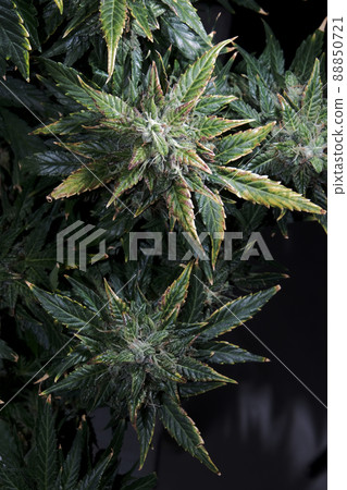 Hemp cones with green and yellow leaves, macro view. Ripen marijuana plant on black background. Female cannabis bush Hemp cones with green and yellow leaves, macro view. Ripen marijuana plant on black background. Female cannabis bush 88850721