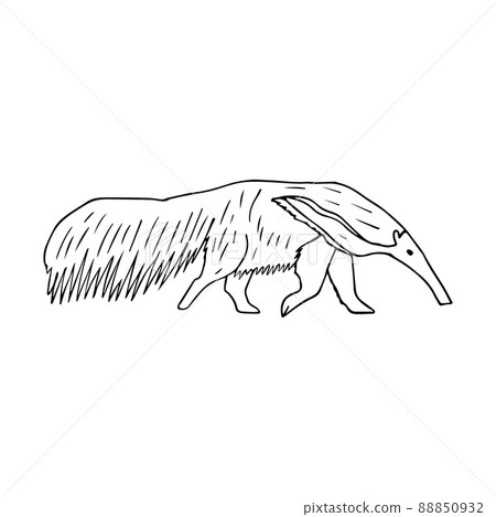 Vector hand drawn doodle sketch anteater 88850932