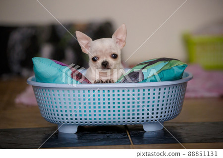 Small young chiwawa dog portrait 88851131