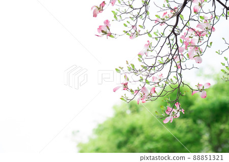 Gentle sunny days and colorful dogwood flowers Gentle sunny days and colorful dogwood flowers 88851321
