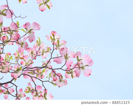 Gentle sunny days and colorful dogwood flowers 88851325