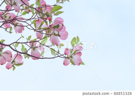 Gentle sunny days and colorful dogwood flowers 88851326