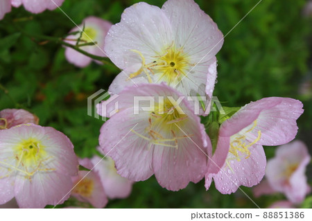 Primrose 88851386