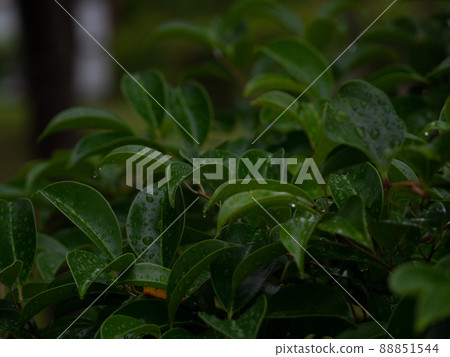 公園裡濕滑的樹葉被雨水打濕 公園裡濕滑的樹葉被雨水打濕 88851544