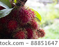 Fresh fruit red rambutan delicious fruit from Asian, sweety and freshness 88851647