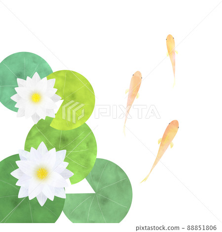 睡蓮和青香 88851806