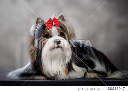 Biewer dog with bow in studio 88852047