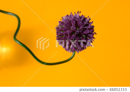 Vermillion allium Vermillion allium 88852153