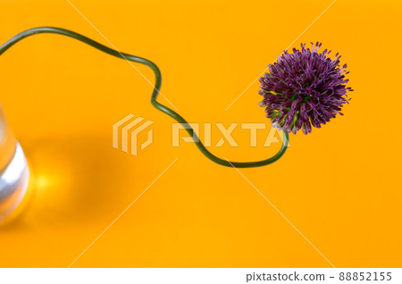 Vermillion allium 88852155