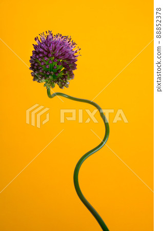 Vermillion allium 88852378