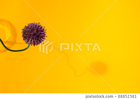 Vermillion allium Vermillion allium 88852381