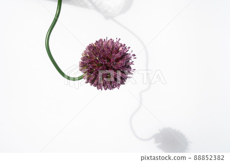 Vermillion allium Vermillion allium 88852382