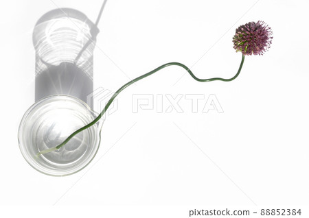 Vermillion allium 88852384