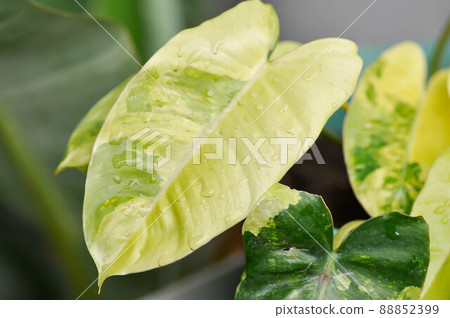 Philodendron Burle Marx Variegated, Philodendron or ARACEAE 88852399