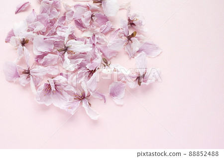 幹櫻花和花瓣 88852488