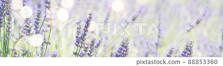 Lavender field at summer Lavender field at summer 88853360
