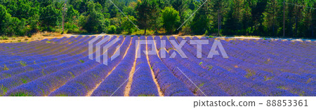 Lavender field at summer Lavender field at summer 88853361