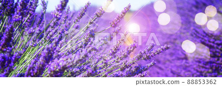 Lavender field Lavender field 88853362