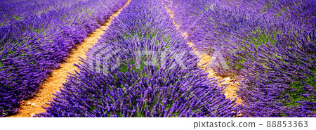 Lavender field 88853363