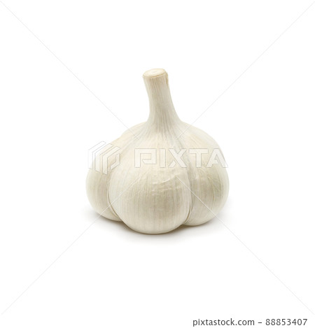 Garlic garlic illustration alone Garlic garlic illustration alone 88853407