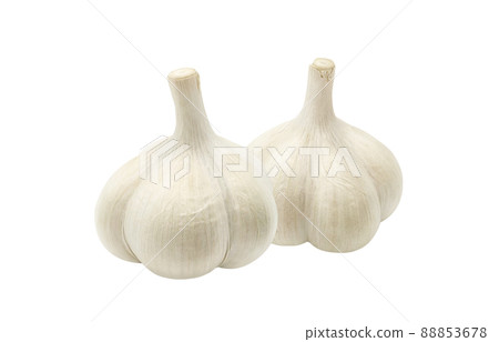 Garlic garlic illustration real set 88853678