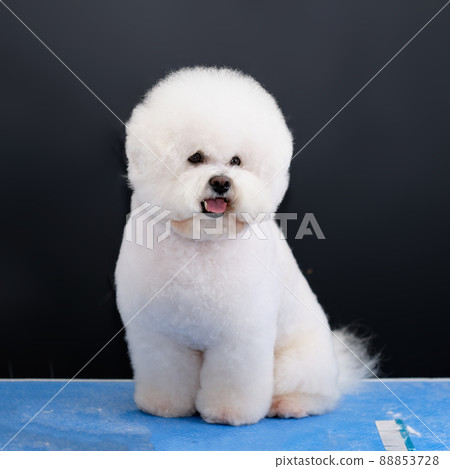 A Bichon Frise dog sits on a grooming table demonstrating a haircut by breed A Bichon Frise dog sits on a grooming table demonstrating a haircut by breed 88853728