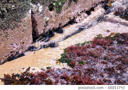 Sea urchin hidden in the rock shadow Sea urchin hidden in the rock shadow 88853743