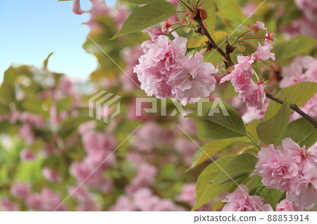 Yae Sakura (Sekiyama) and buildings blooming in the city Yae Sakura (Sekiyama) and buildings blooming in the city 88853914
