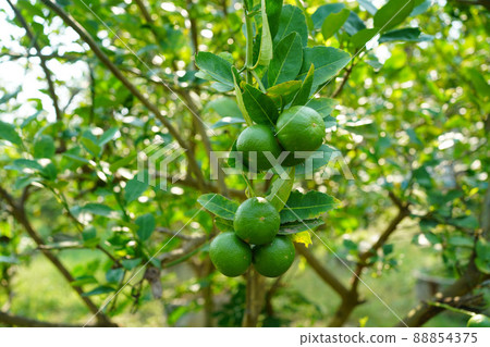 Close up detail lime green, lime green in the garden. Fresh green lemon limes on tree in organic garden. 88854375