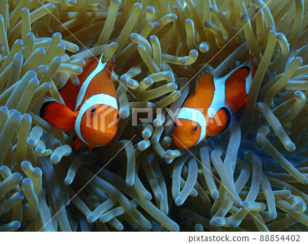 Clark's anemone and sea anemone, Ishigaki Island / Ibaruma Bay seabed Clark's anemone and sea anemone, Ishigaki Island / Ibaruma Bay seabed 88854402
