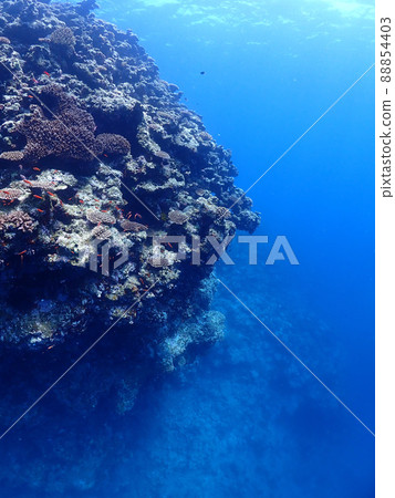 A school of fish on the seabed of Ibaruma Bay, Ishigaki Island, Okinawa A school of fish on the seabed of Ibaruma Bay, Ishigaki Island, Okinawa 88854403