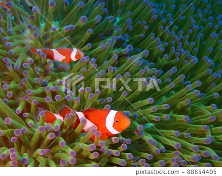 Ishigaki Island / Ibaruma Bay Undersea Clark's anemone and sea anemone Ishigaki Island / Ibaruma Bay Undersea Clark's anemone and sea anemone 88854405