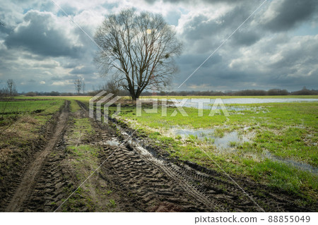 A muddy road and a wet meadow with a tree A muddy road and a wet meadow with a tree 88855049