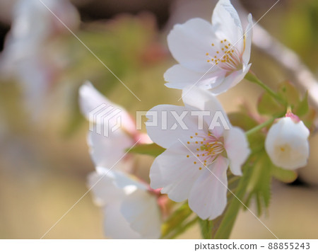 四月開花的櫻花“大島櫻花” 88855243