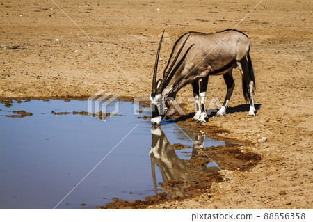 South African Oryx in Kgalagadi transfrontier park, South Africa 88856358