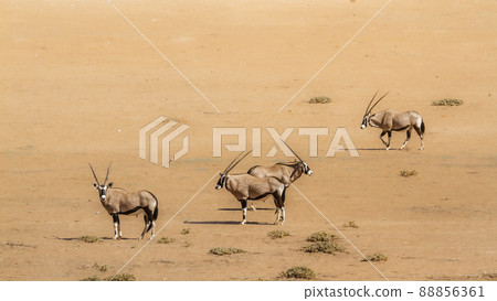 South African Oryx in Kgalagadi transfrontier park, South Africa 88856361