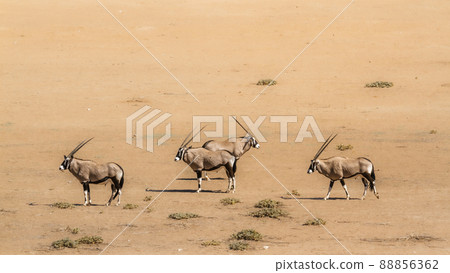 South African Oryx in Kgalagadi transfrontier park, South Africa 88856362