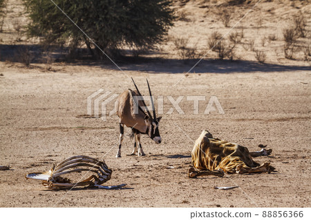 South African Oryx in Kgalagadi transfrontier park, South Africa 88856366