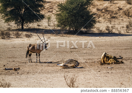South African Oryx in Kgalagadi transfrontier park, South Africa 88856367