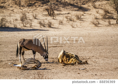 South African Oryx in Kgalagadi transfrontier park, South Africa 88856369