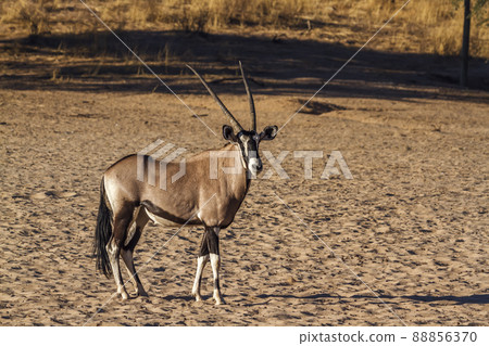 South African Oryx in Kgalagadi transfrontier park, South Africa 88856370